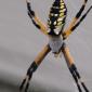 Argiope Aurantia Returns