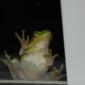 Squirrel Tree Frog