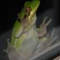Squirrel or Green Tree Frog